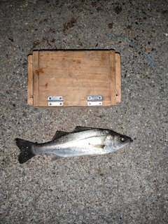 セイゴ（タイリクスズキ）の釣果