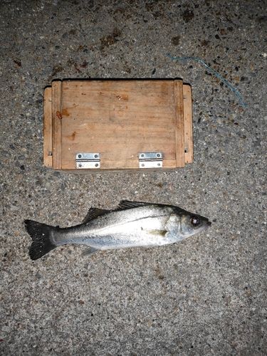 セイゴ（タイリクスズキ）の釣果