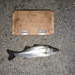 セイゴ（タイリクスズキ）