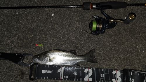 ヒラスズキの釣果