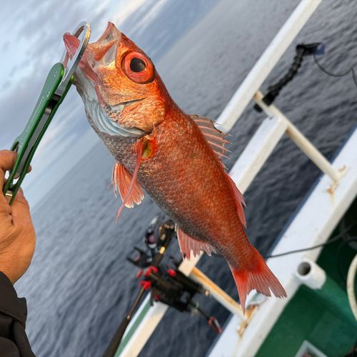アカムツの釣果