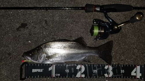 ヒラスズキの釣果