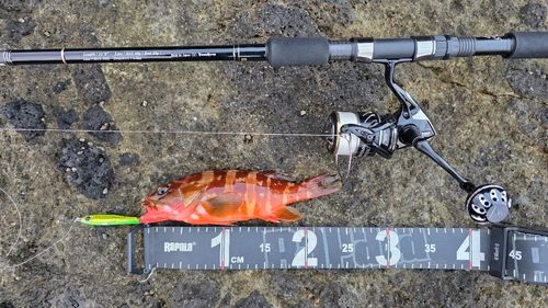 アカハタの釣果