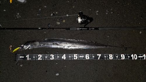 タチウオの釣果