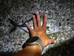 ギンガメアジの釣果