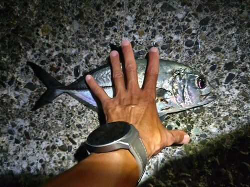 ギンガメアジの釣果