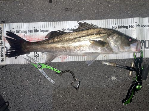 シーバスの釣果