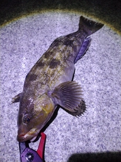 アイナメの釣果