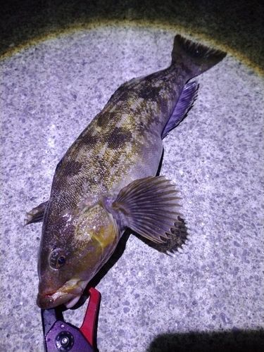 アイナメの釣果