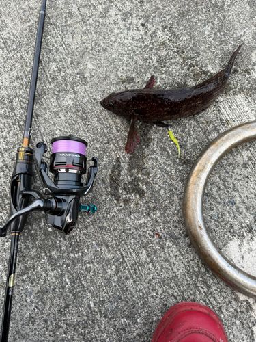 アイナメの釣果