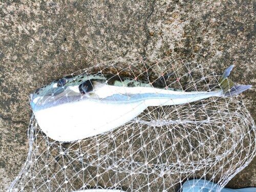 センニンフグの釣果