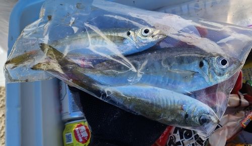 マアジの釣果
