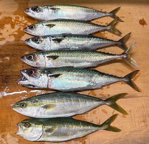 サバの釣果
