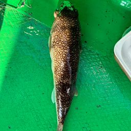 ショウサイフグ