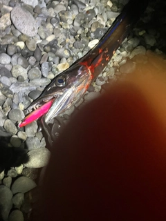 クロシビカマスの釣果