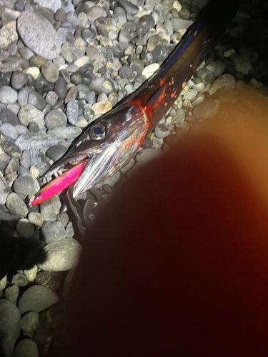 クロシビカマスの釣果