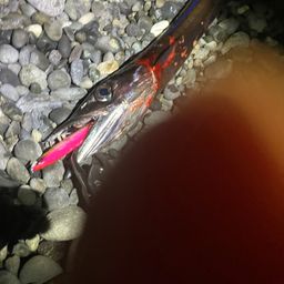 クロタチカマス