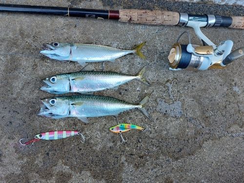 サバの釣果