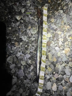 クロタチカマスの釣果