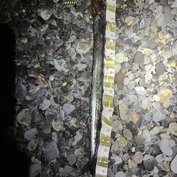 クロタチカマス