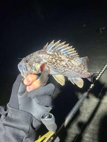 クロソイの釣果