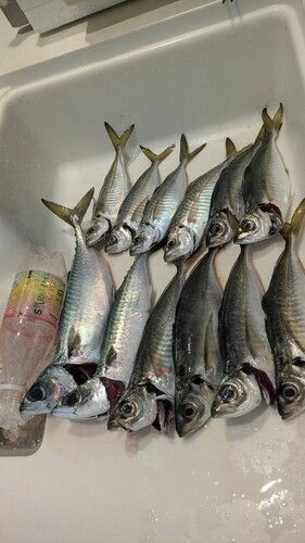 アジュール舞子