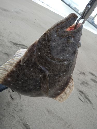 ヒラメの釣果