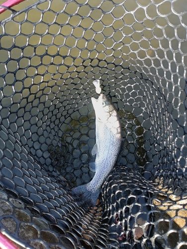 ニジマスの釣果