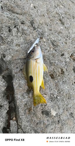 ニセクロホシフエダイの釣果