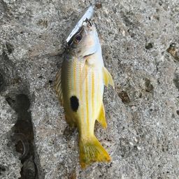 ニセクロホシフエダイ