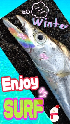 タチウオの釣果