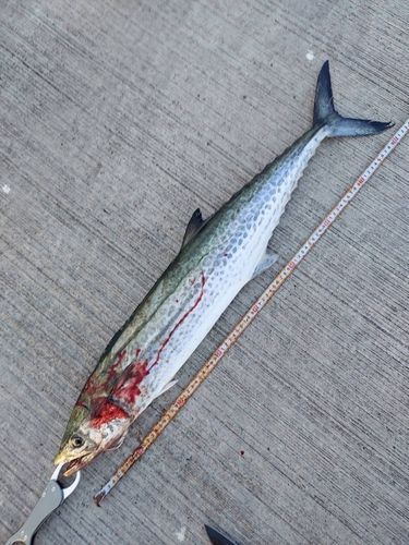 サワラの釣果