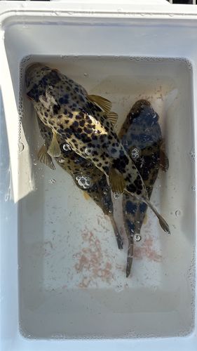 フグの釣果