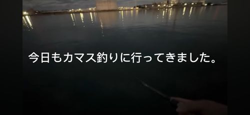 カマスの釣果