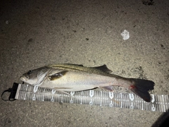 スズキの釣果