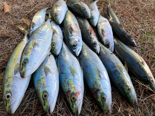 サバの釣果