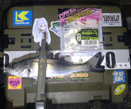 シーバスの釣果