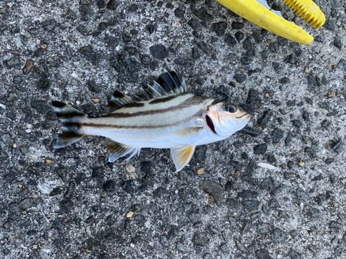 コトヒキの釣果