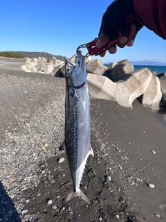 サゴシの釣果