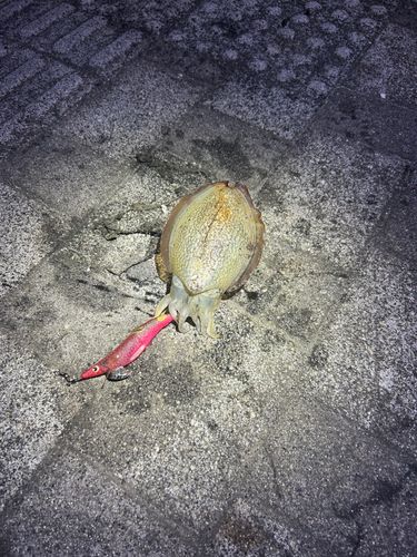 横浜ベイサイドマリーナ付近