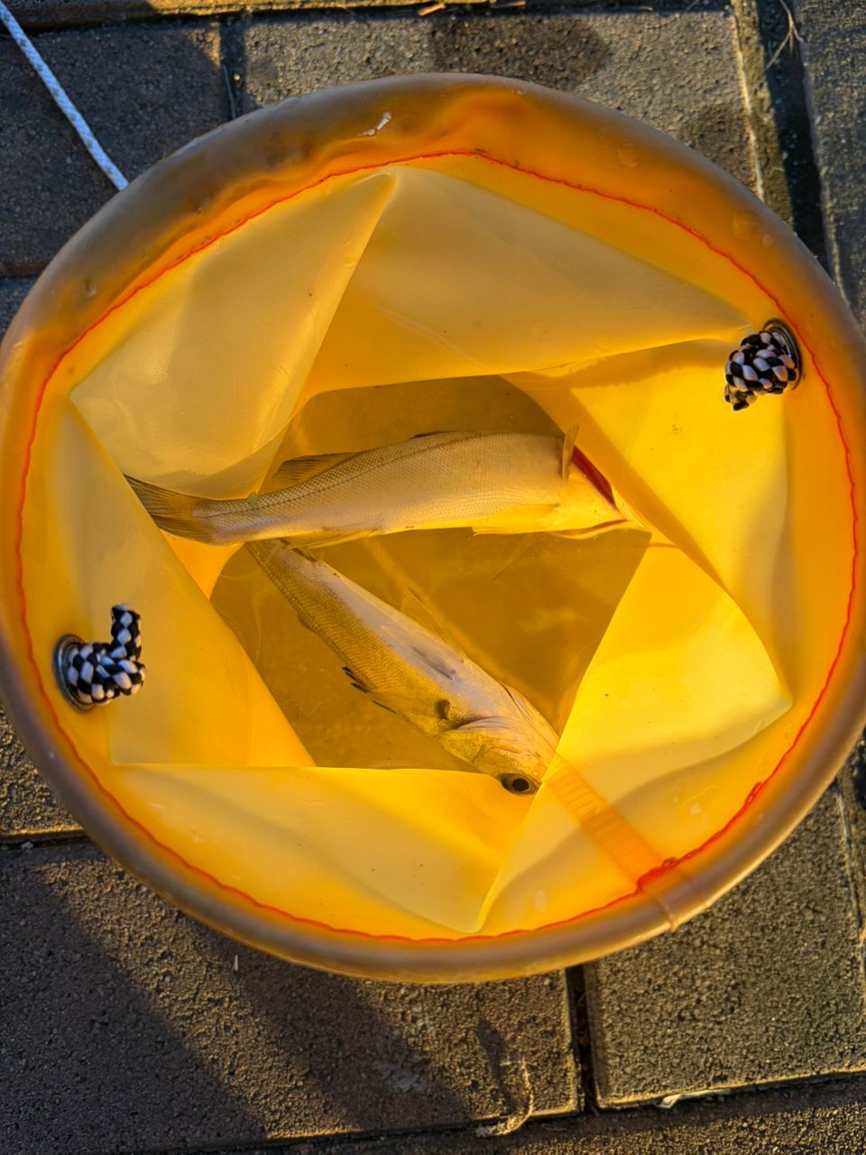 セイゴ（マルスズキ）