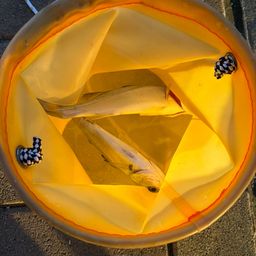 セイゴ（マルスズキ）