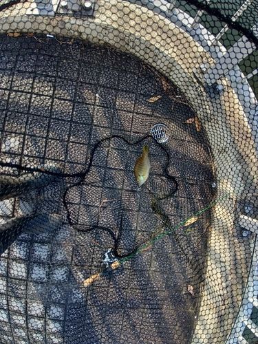 ブルーギルの釣果