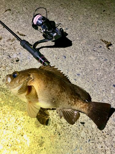 シロメバルの釣果