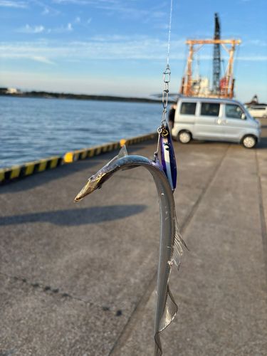タチウオの釣果