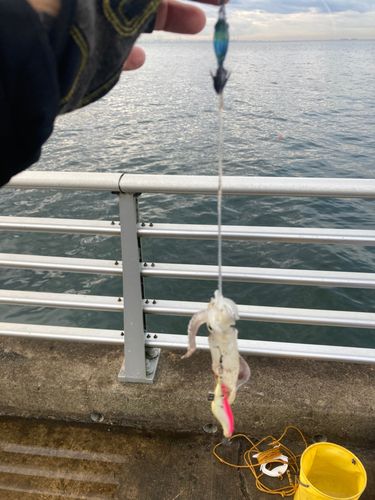 ヒイカの釣果