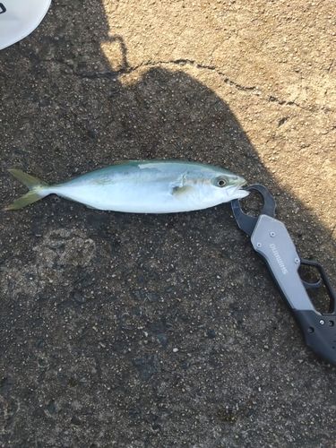 ツバスの釣果