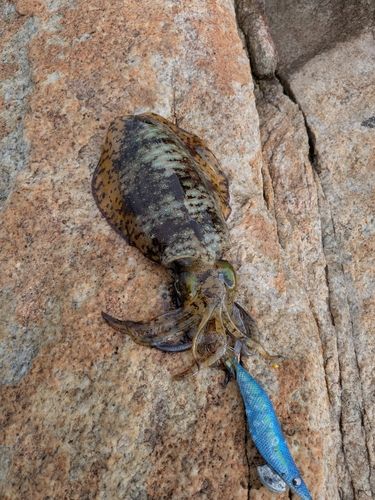 アオリイカの釣果