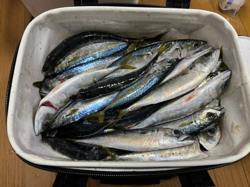 サバの釣果