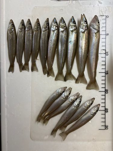 シロギスの釣果